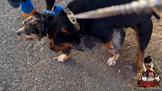 Live Bully Breeding 3 Week Update On Bully Pups americanbully bullyfam bullypups bullybreeding [upl. by Anetsirk]