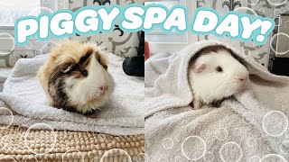 PIGGY SPA DAY 🧼🐽 HOW TO BATHE YOUR GUINEA PIGS [upl. by Clareta682]