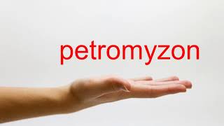 How to Pronounce petromyzon  American English [upl. by Esmaria911]