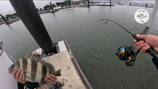 Sheepshead Fishing With NEW lureMultiple Species Frisky Fins Knocker Jig [upl. by Dawn217]