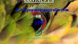 PEACOCKS AUSTRALIA [upl. by Anej]