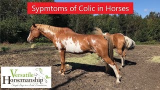 Symptoms Of Colic In Horses  Versatile Horsemanship [upl. by Eilesor]