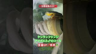 【一生懸命鳴きます♪】ケンランフリンジアマガエル カエル 水槽のジャブジャブ音が煩いのでボリュームUP推奨です… [upl. by Earas]