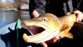 Boise River Trout Preserving Idahos Urban Gem [upl. by Nomit398]