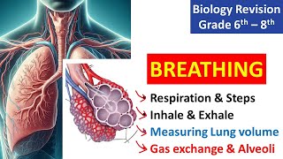 Breathing  Biology Revision  Class 6  8  KS3 Science [upl. by Erialcyram]