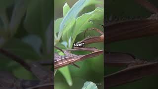 Top fact about mantis short viralshort animallover mantis [upl. by Chandless]