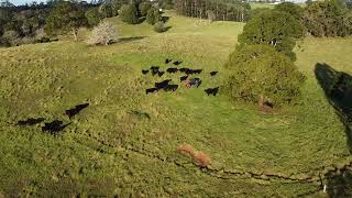 Winter on the Farm  Maleny Black Angus Beef [upl. by Odette]