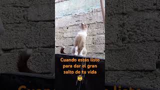 Pirrumino gatuno lovestory humor  feliz entretenimiento animallover [upl. by Towland922]