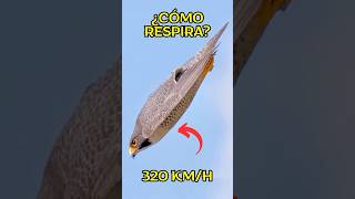 ¿Cómo Respira el Halcón Peregrino a 320 kmh animales curiosidades halconperegrino [upl. by Ebony]