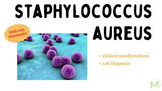 Staphylococcus aureus  Clinical Manifestations and Lab Diagnosis  Microbiology  Medinare [upl. by Aimaj225]