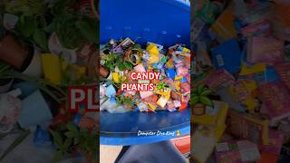 Just a normal glance into a dumpster candy dumpsterdiving plants sad shorts [upl. by Aznecniv]