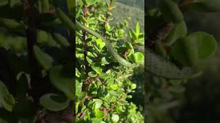 Spotted bush snake [upl. by Demaggio]