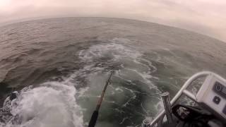 Catching Cobia On My Jet Ski [upl. by Llerruj]