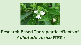 Therapeutic uses of Adhatoda vasica  Research based pharmacological activities of Adhatoda vasica [upl. by Anairol]