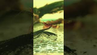 Beautiful Red Shrimps 🦐🦐🦞🦞🦐 fish shrimps fishvideo 4k shorts shortfeed [upl. by Zaraf]