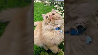 قطه صغيره ترقص little cat dancing shorts cat [upl. by Codie]