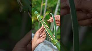 Bamboo shorts videoshorts facts bamboo biye slingshot viralshort challenge [upl. by Nirok]