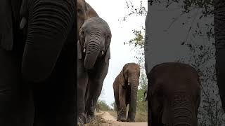 Elephants Steal My GoPro VIRTUAL SAFARI [upl. by Ahouh129]