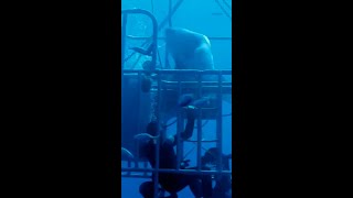 Great White Shark gets stuck in diver cage 😱 shark [upl. by Iluj499]