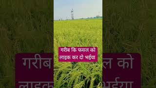 धान हो गई तैयार agriculture 1509धान totalkisan [upl. by Tine]