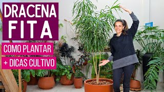 DRACENA FITA 🌿 uma PLANTA ALTA para DENTRO de CASA  COMO CULTIVAR [upl. by Korb]