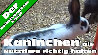 Kaninchen als Nutztiere richtig halten [upl. by Zamir]