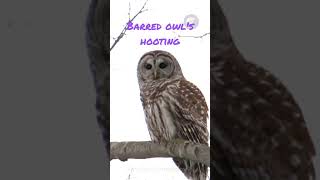 Barred owls hooting [upl. by Arramahs576]