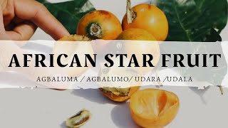 AFRICAN STAR FRUIT Agbalumo Udara  Types Season Health Benefits How to pick the sweetest [upl. by Wildon]