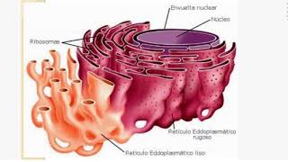 Role du Réticulum Endoplasmique et de lappareil de Golgi [upl. by Regine]