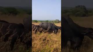 shortvideo viralvideo Gir buffalo [upl. by Eelorac]