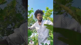 Tinga tinga viral reel tinga surajrox surajroxfunnyvibeo comedy realfoolscomedy shorts tinga [upl. by Iggem]