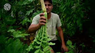 Agroforesterie épisode 5 Le consortium de maraîchage ou comment associer nos cultures [upl. by Icam859]