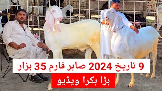 Bakra farm video 2025 Duniya Ke Khubsurat Gulabi janwar 2024 sabir goat farm [upl. by Josy]