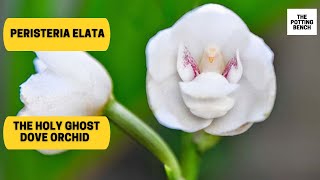 Holy Ghost Orchid  Dove Orchid  Peristeria elata [upl. by Eimirej]