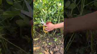 RT 89911168915115444599 mini rotary tillage and ridging allin one tree 🌲 short view rogatorshort [upl. by Ardnasil]