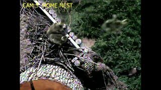 Eaglecrest Wildlife Goslings Jump from Nest 4113 [upl. by Ominorej]