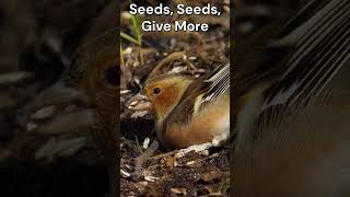 common chaffinch shortsls critterchronicles [upl. by Ramor290]