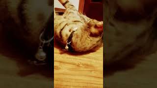 Watch as my cat gets high off of spray catnip [upl. by Ybrik]