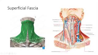 HeadampNeck  Superficial fascia of Neck [upl. by Lepper332]