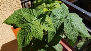 Growing Fall Gold Raspberry Cuttings Days 8599 [upl. by Soule]