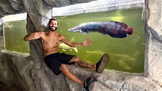 RELEASING My BABY ARAPAIMA Into 6000G FISHTANK [upl. by Sams]