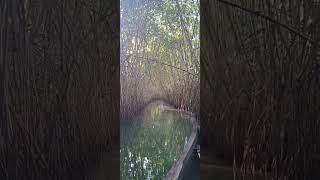 Mangrove Forest varkala kerala [upl. by Ardnuassak]