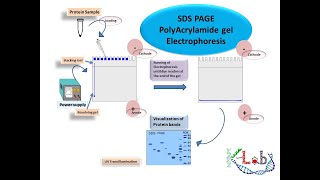 SDS PAGE PolyAcrylamide Gel Electrophoresis [upl. by Kcirdle580]