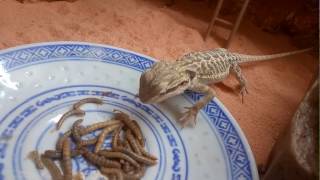 Pogona vitticeps juvénile qui mange des vers de farine [upl. by Nahpos]