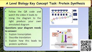 A Level Biology Polypeptide synthesis [upl. by Gustaf]