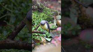 Preening wagtail wagtail greywagtail nature wildlifebirding birds wildbirdlife gardenbirds [upl. by Devitt281]