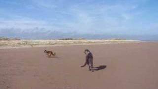 Wolfhounds on the beach [upl. by Kozloski448]