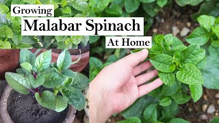 Malabar Spinach How To Grow Malabar Spinach From Cutting Malabar Spinach Growing in Pots [upl. by Aicercul]