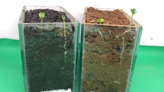 Planting in ORGANIC vs INORGANIC Media Timelapse [upl. by Bj958]