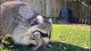 Mother Raccoons are Amazing  Incredible Footage [upl. by Fisk]